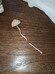 Panaeolus foenisecii