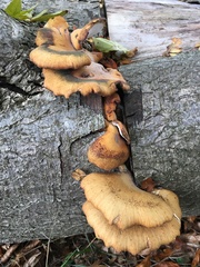 Cerioporus leptocephalus