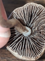 Panaeolus foenisecii