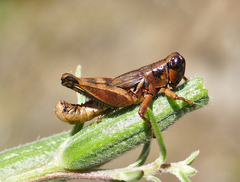 Melanoplus lakinus