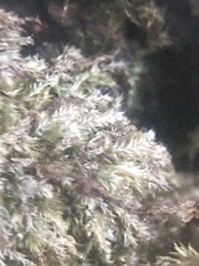 Pseudotaxiphyllum elegans