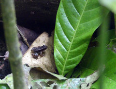 Colostethus poecilonotus