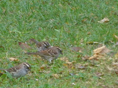 Zonotrichia albicollis