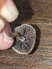 Panaeolus foenisecii