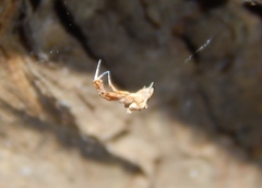 Uloborus plumipes