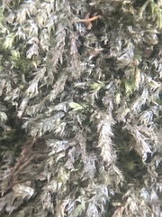 Pseudotaxiphyllum elegans