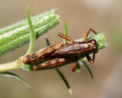 Melanoplus lakinus