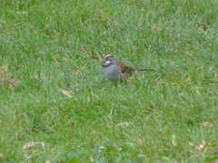 Zonotrichia albicollis