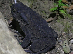 Phrynoidis juxtasper