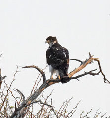 Aquila spilogaster