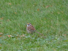 Zonotrichia albicollis
