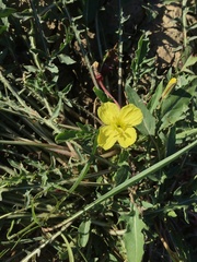 Oenothera cespitosa