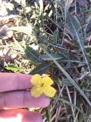 Oenothera cespitosa
