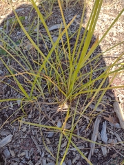 Cyperus esculentus