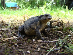 Bufo sachalinensis