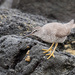Wandering Tattler - Photo (c) Greg Lasley, some rights reserved (CC BY-NC), uploaded by Greg Lasley
