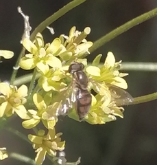 Toxomerus marginatus