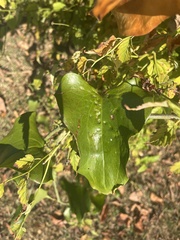 Smilax bona-nox