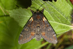 Notodonta dromedarius