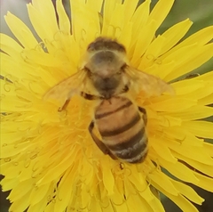 Apis mellifera