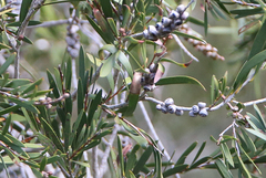 Melaleuca paludicola
