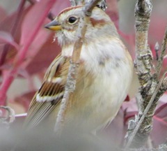 Spizelloides arborea