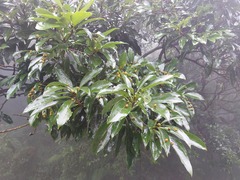 Machilus japonica