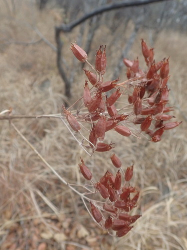 Image of Kalanchoe brachyloba by (c) agujaceratops, some rights reserved (CC BY)