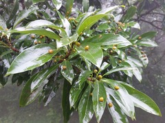 Machilus japonica