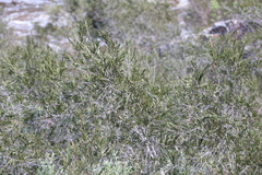 Melaleuca paludicola