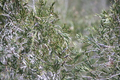 Melaleuca paludicola
