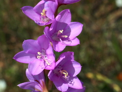 Watsonia marginata