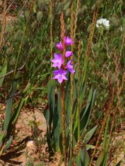 Watsonia marginata