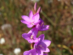 Watsonia marginata