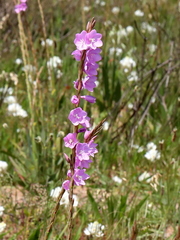 Watsonia marginata