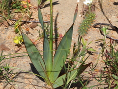 Watsonia marginata