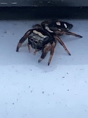 Phidippus regius