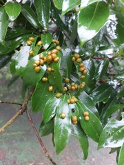 Machilus japonica