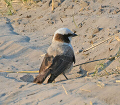 Eurocephalus anguitimens