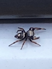 Phidippus regius