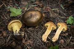 Cortinarius parkeri