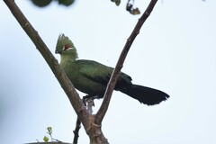Black-Billed Turaco photo 1