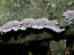 Trichaptum biforme