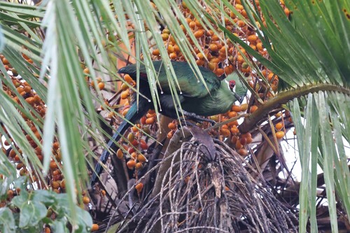 Black-billed Turaco