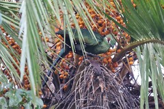 Black-Billed Turaco photo 4