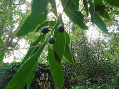 Laurus nobilis