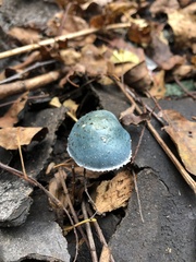 Stropharia caerulea
