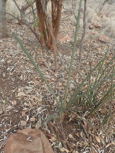 Dracaena pearsonii, photograph 3