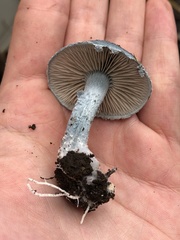 Stropharia caerulea