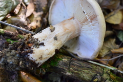 Lactarius pallidus